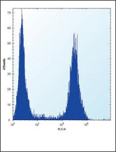 Anti-FGFR2 Rabbit Polyclonal Antibody