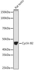 Western blot analysis of extracts of Rat testis cells, using Anti-Cyclin B2 / CCNB2 Antibody [ARC1435] (A306931) at 1:1000 dilution