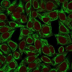 Immunofluorescent analysis of HeLa cells stained with Anti-Cytokeratin 8 Antibody [TS1] followed by Goat Anti-Mouse IgG (CFand#174; 488) (Green). The nuclear counterstain is RedDot (Red)