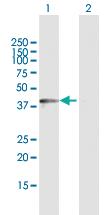 Anti-DDO Rabbit Polyclonal Antibody