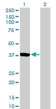 Anti-AURKC Mouse Polyclonal Antibody