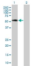 Anti-TTC31 Mouse Polyclonal Antibody