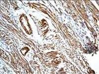 Anti-CALB2 Rabbit Polyclonal Antibody