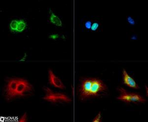 Anti-TRAF7 Rabbit Polyclonal Antibody