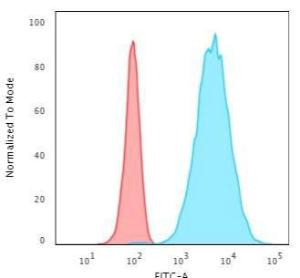 Flow cytometric analysis of HeLa cells using Anti-Cytokeratin 8 Antibody [TS1] followed by Goat Anti-Mouse IgG (CFand#174; 488) (Blue). Isotype Control (Red)