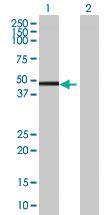 Anti-IRF1 Mouse Polyclonal Antibody