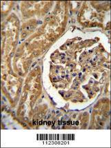 Anti-MOGT1 Rabbit Polyclonal Antibody (FITC (Fluorescein Isothiocyanate))