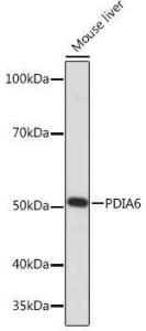 Western blot analysis of extracts of Mouse liver, using Anti-PDIA6 Antibody [ARC0944] (A306932) at 1:1,000 dilution. The secondary antibody was Goat Anti-Rabbit IgG H&L Antibody (HRP) at 1:10,000 dilution.