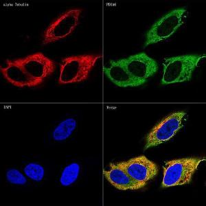 Confocal imaging of HeLa cells using Anti-PDIA6 Antibody [ARC0944] (A306932), at a dilution of 1:100, (green). The cells were counterstained with Anti-alpha Tubulin Antibody, at a dilution of 1:100, (red). DAPI was used for nuclear staining (Blue). Objective: 60x.