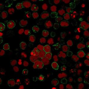 Immunofluorescent analysis of MOLT-4 cells stained with Anti-CD2 Antibody [LFA2/600] followed by Goat Anti-Mouse IgG (CF&#174; 488) (Green). Nuclei are stained with RedDot