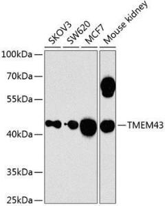 Anti-TMEM43 Rabbit Polyclonal Antibody