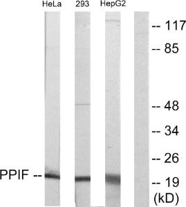 Western blot analysis of lysates from HepG HeLa, and 293 cells using Anti-PPIF Antibody. The right hand lane represents a negative control, where the antibody is blocked by the immunising peptide