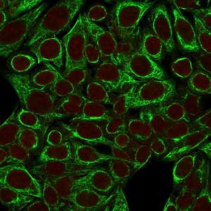 Immunofluorescent analysis of HeLa cells stained with Anti-Cytokeratin 8 Antibody [SPM192] followed by Goat Anti-Mouse IgG (CF&#174; 488) (Green). The nuclear counterstain is RedDot (Red).