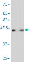 Anti-NDUFB8 Mouse Polyclonal Antibody