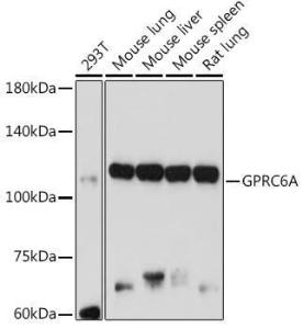 Western blot analysis of extracts of various cell lines, using Anti-GPRC6A Antibody (A12272) at 1:1000 dilution