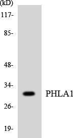 Western blot analysis of the lysates from K562 cells using Anti-PHLA1 Antibody