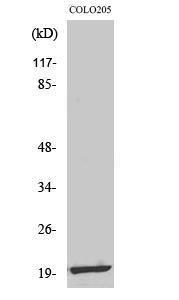 Anti-MRPL12 Rabbit Polyclonal Antibody