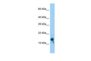 Anti-IGFL1 Rabbit Polyclonal Antibody