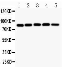 Anti-IKK Alpha Polyclonal Antibody