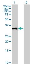 Anti-FGL1 Rabbit Polyclonal Antibody