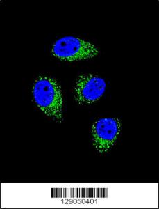 Anti-WDR52 Rabbit Polyclonal Antibody