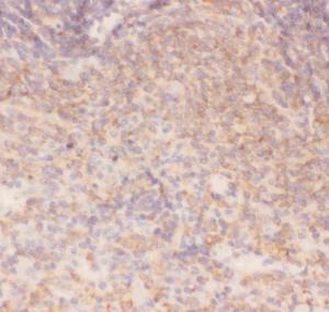 Anti-IKK Alpha Polyclonal Antibody