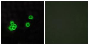 Anti-PEA15 Rabbit Polyclonal Antibody