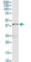 Anti-FGL1 Rabbit Polyclonal Antibody