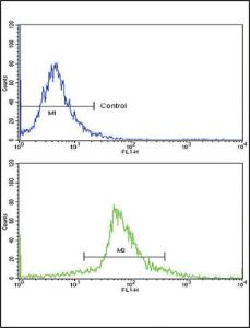 Anti-KLF6 Rabbit Polyclonal Antibody