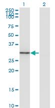 Anti-FGL1 Mouse Monoclonal Antibody [clone: 2A4]