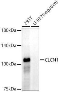 Western blot analysis of variou