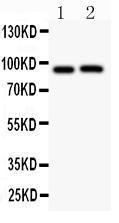 Anti-Kv2.1 Polyclonal Antibody