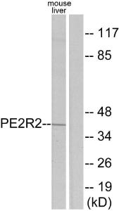 Antibody anti-PE2R2 A97352-100 100 µg