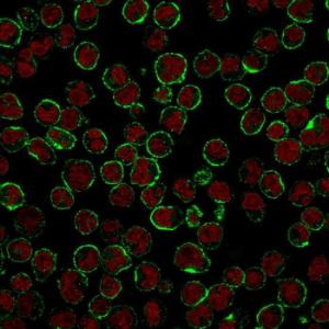 Immunofluorescent analysis of Raji cells stained with Anti-CD19 Antibody [CVID3/429] followed by Goat Anti-Mouse IgG (CF&#174; 488) (Green). The nuclear counterstain is RedDot (Red)