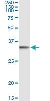 Anti-FGL1 Mouse Monoclonal Antibody [clone: 2A4]