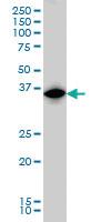 Anti-IRF1 Mouse Monoclonal Antibody [clone: 2E4]