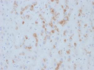 Anti-Cytochrome p450 antibody