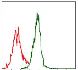 Anti-ASS1 Mouse Monoclonal Antibody [clone: 2B10]