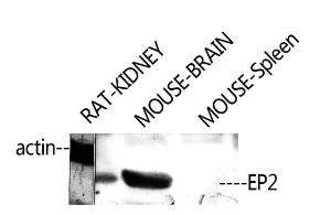 Antibody anti-PE2R2 A97352-100 100 µg