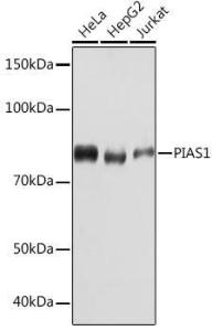 Antibody A305639-100 100 µl