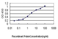 Anti-IRF1 Mouse Monoclonal Antibody [clone: 2E4]