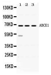 Anti-ABCE1 Rabbit Polyclonal Antibody