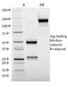 Anti-Cytochrome p450 antibody