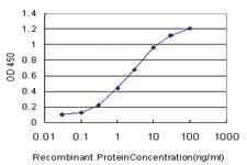 Anti-CDK8 Mouse Monoclonal Antibody [clone: 2E6]