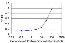 Anti-YBX3 Mouse Monoclonal Antibody [clone: 1H5]