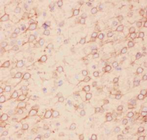 Anti-Kv2.1 Polyclonal Antibody