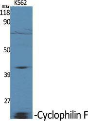 Western blot analysis of various cells using Anti-PPIF Antibody