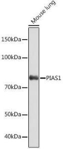 Antibody A305639-100 100 µl