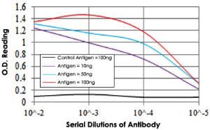 Anti-ASS1 Mouse Monoclonal Antibody [clone: 2C10]