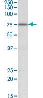 Anti-KEAP1 Goat Polyclonal Antibody